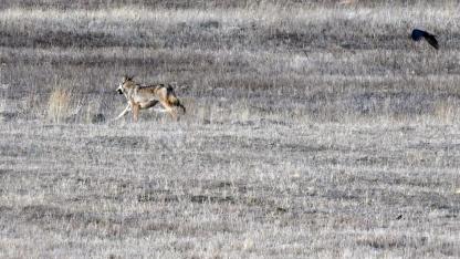 Sarıkamış kırsalında kurt ve vaşak görüntülendi