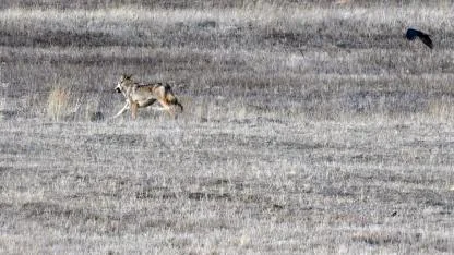 Sarıkamış kırsalında kurt ve vaşak görüntülendi