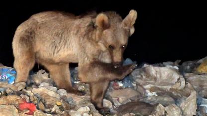 Sarıkamış'ta ayılar yerleşim alanlarında görülmeye başladı