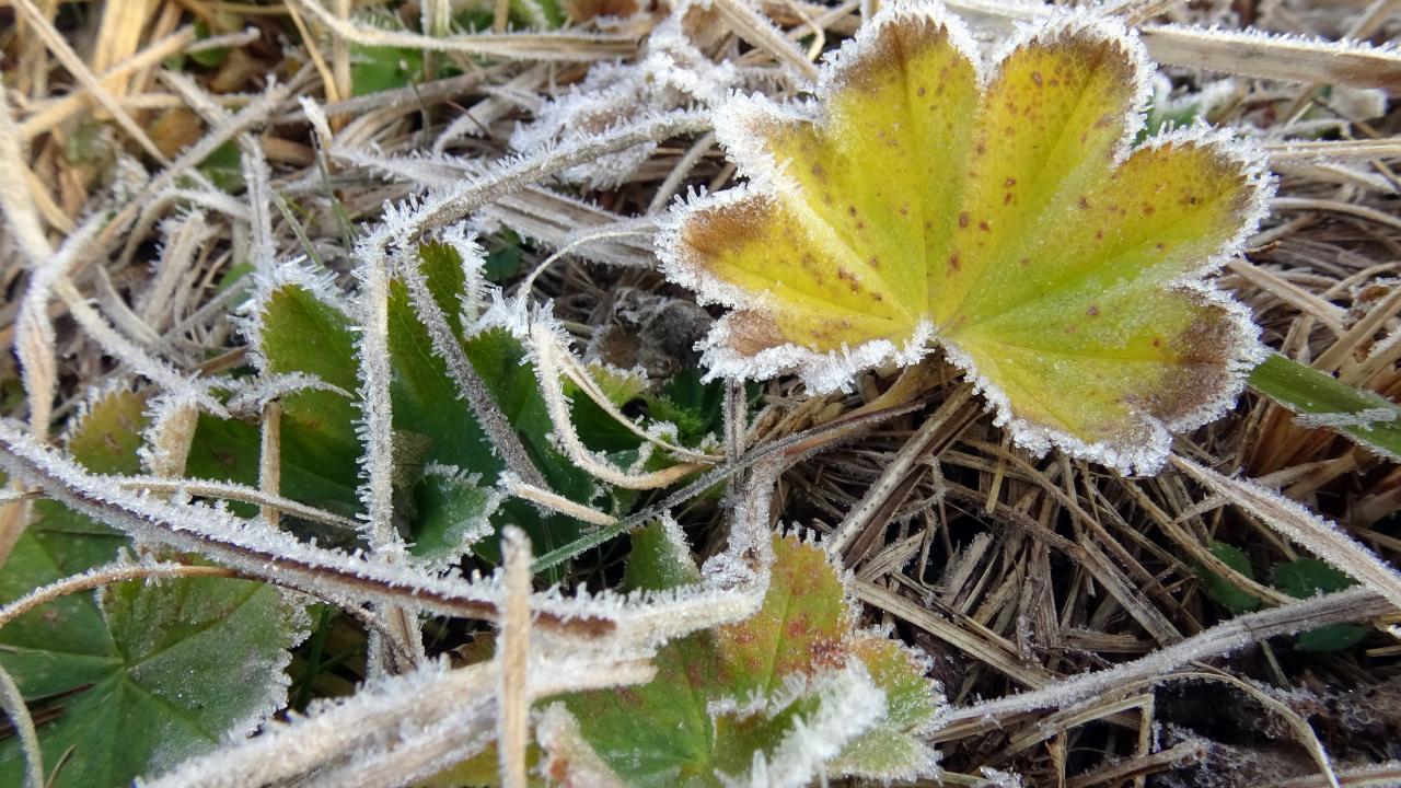 Sarıkamış'ta bitkiler kırağıyla kaplandı