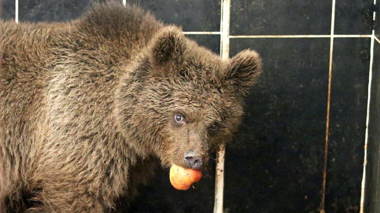 Sarıkamış&#039;ta bitkin halde bulunan yavru ayıya özel tedavi
