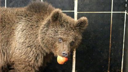 Sarıkamış'ta bitkin halde bulunan yavru ayıya özel tedavi