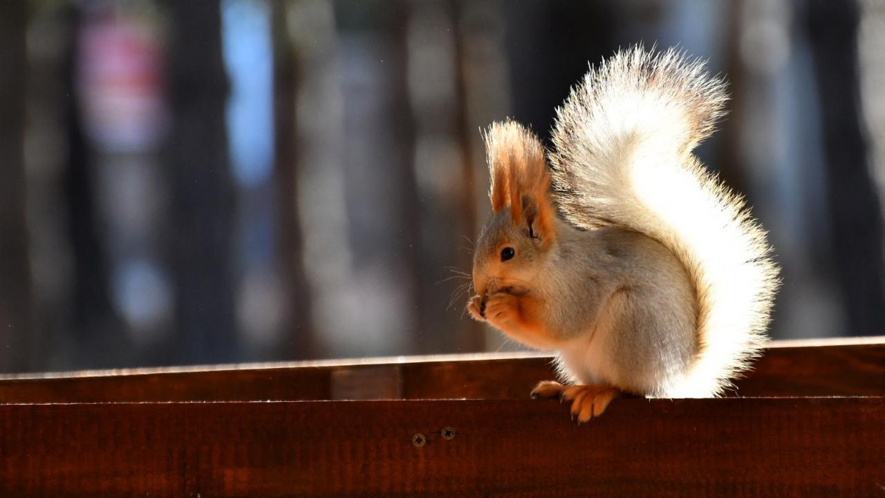 Sarıkamış&#039;ta millet bahçesi yaban hayvanlarıyla şenlendi