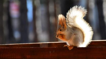 Sarıkamış'ta millet bahçesi yaban hayvanlarıyla şenlendi