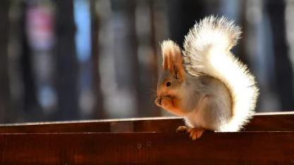 Sarıkamış'ta millet bahçesi yaban hayvanlarıyla şenlendi