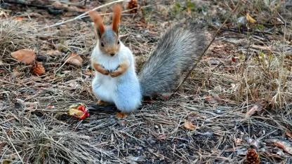 Sarıkamış'ta sincaplar kış uykusu hazırlıklarına başladı