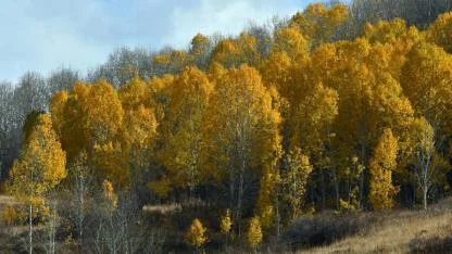 Sarıkamış'ta sonbaharın son demlerinden kartpostallık manzaralar