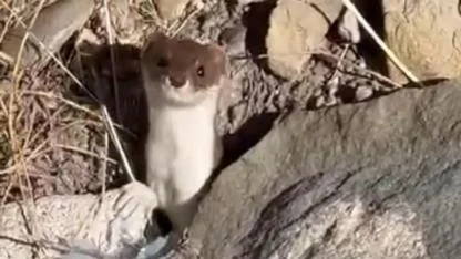 Şehir merkezinde görüntülenen gelincik şaşırttı
