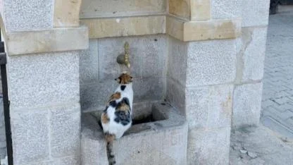 Sevimli kedi ilçenin simgesi oldu