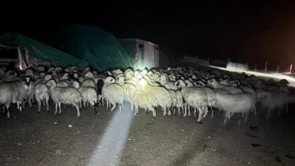 Siste kaybolan koyunlar bulundu