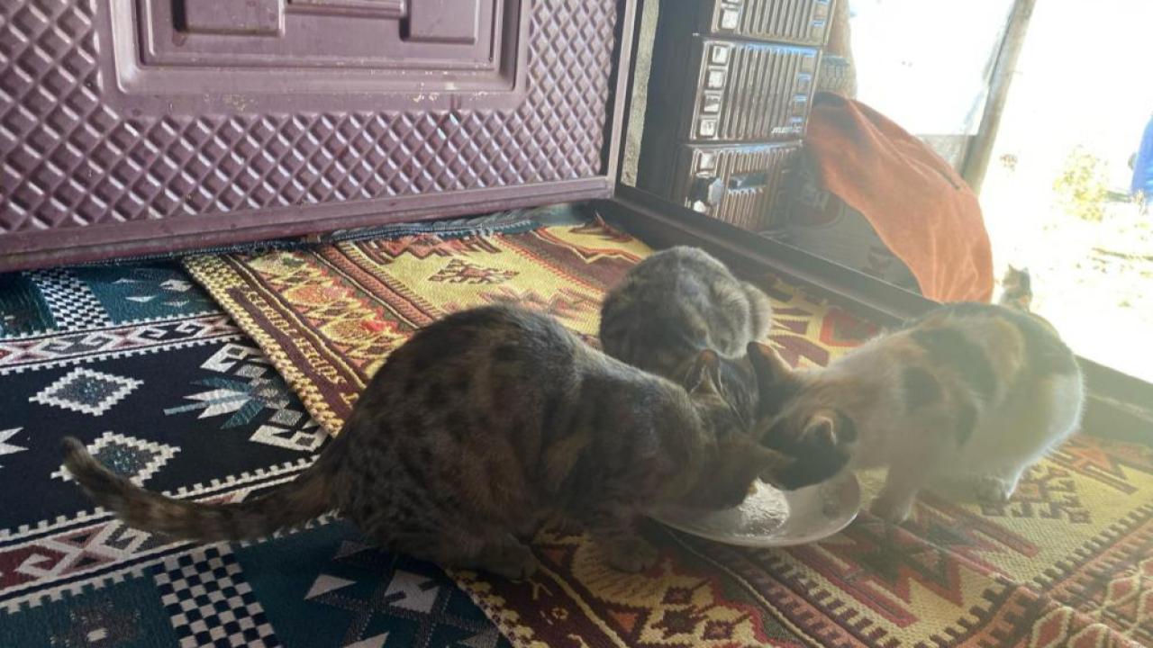 Sokak hayvanlarını elleriyle besliyor, onlara yuva oluyor