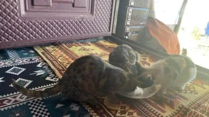 Ağrı'da sokak hayvanları şefkatli ellerde besleniyor