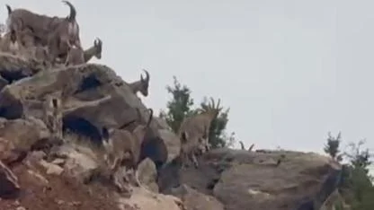 Sürü halinde dolaşan dağ keçileri kameraya yansıdı