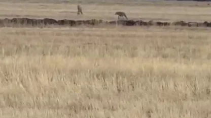 Susuz’da kurt sürüsü görüntülendi