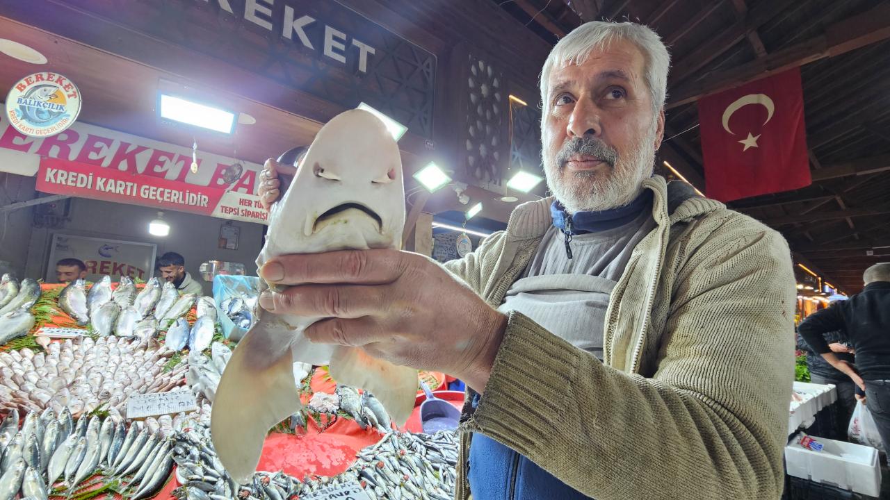 Tezgahta sergilenen köpek balığı ilgi odağı oldu