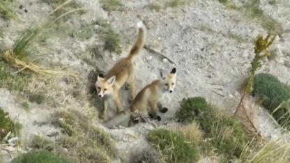Tilki ailesi havadan görüntülendi