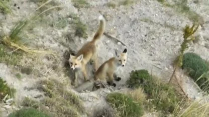 Tilki ailesi havadan görüntülendi