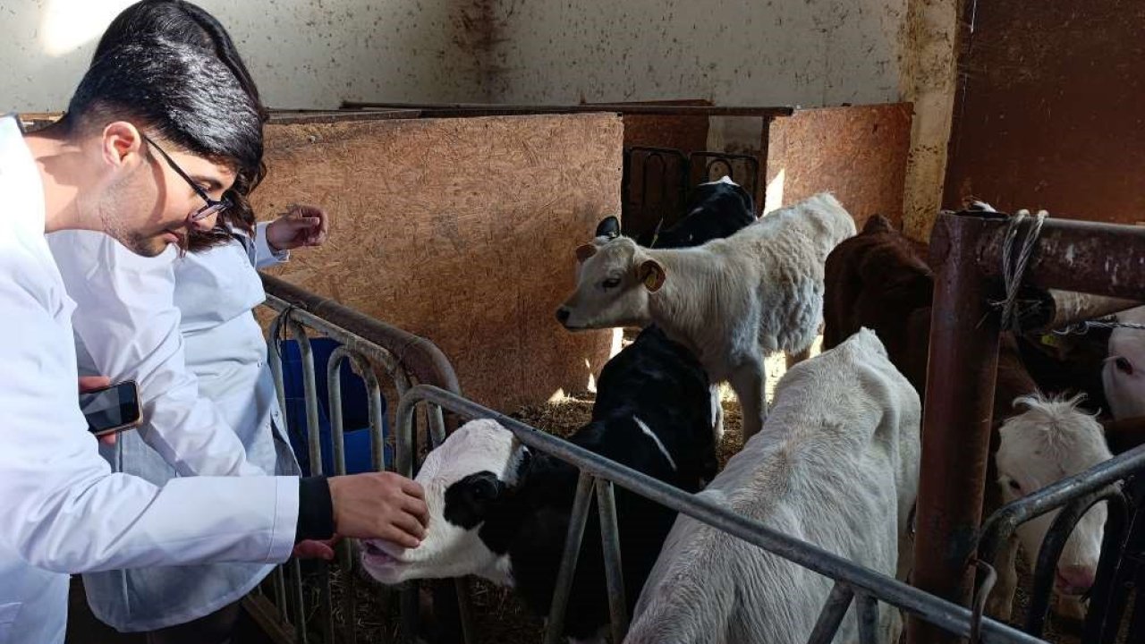 Üniversite öğrencileri Van’da sertifikalı sığır yetiştiriciliği eğitimine katıldı