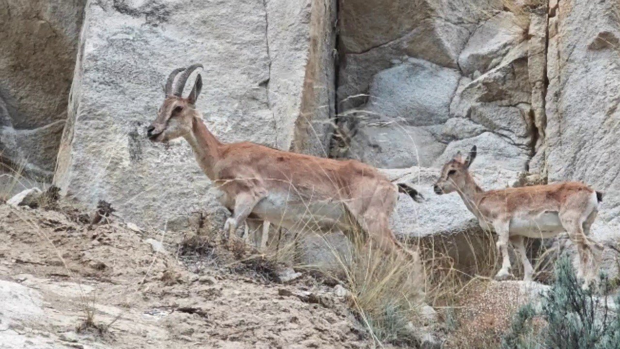 Uzundere’de dağ keçileri görüntülendi