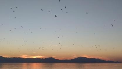 Van Gölü üzerinde kuşlardan görsel şölen