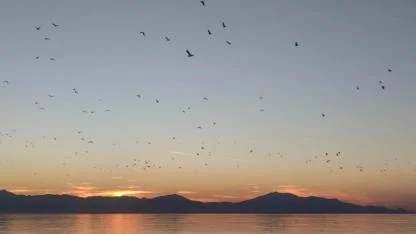 Van Gölü üzerinde kuşlardan görsel şölen