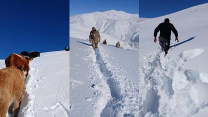 Yaylada mahsur kalan hayvanlar kurtarıldı