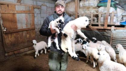 Yeni sezonun müjdecisi kuzular doğdu