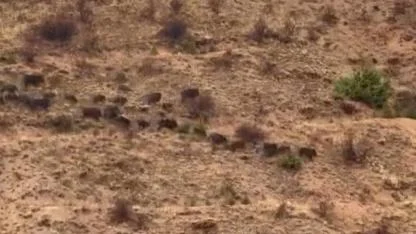 Yiyecek arayan domuz sürüsü kameraya yansıdı