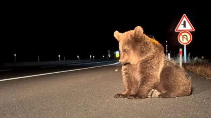 Yol kenarında bitkin bulunan bozayı yavrusu tedavi altına alındı