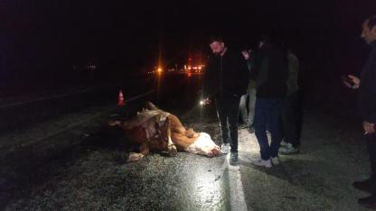 Yola çıkan inek zincirleme kazaya yol açtı, inek telef oldu