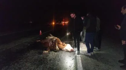 Yola çıkan inek zincirleme kazaya yol açtı, inek telef oldu