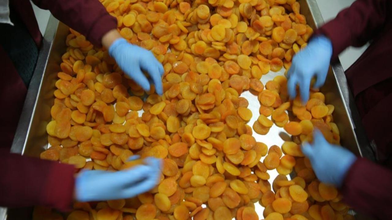 Zirai don kayısı fiyatlarını yükseltti, ihracatı düşürdü