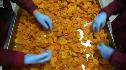 Zirai don kayısı fiyatlarını yükseltti, ihracatı düşürdü