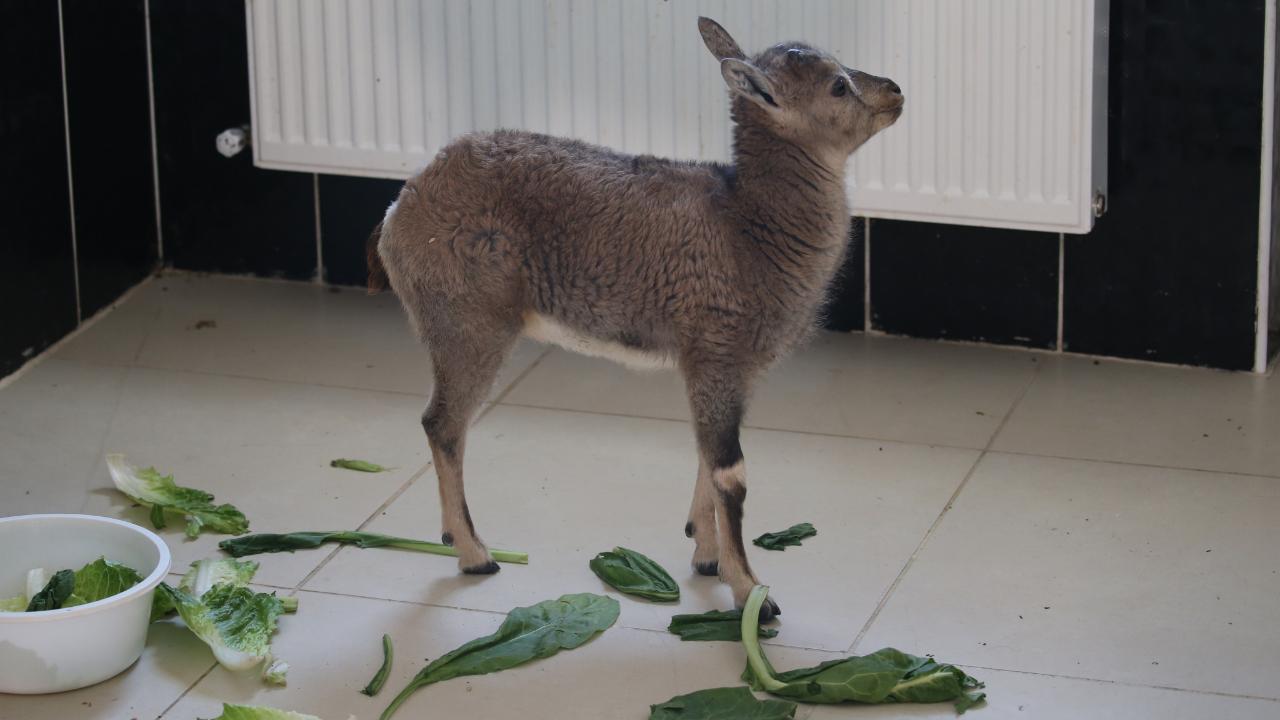 10 yılda 4 bin 500 yaban hayvanının bakım ve tedavisi yapıldı