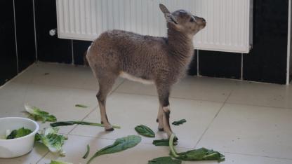 10 yılda 4 bin 500 yaban hayvanının bakım ve tedavisi yapıldı