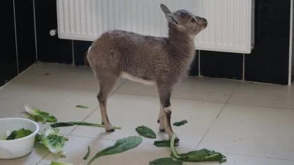10 yılda 4 bin 500 yaban hayvanının bakım ve tedavisi yapıldı
