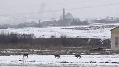 Kars'ta şehir merkezine inen kurtlar kameraya yansıdı
