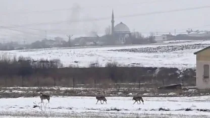 Kars'ta şehir merkezine inen kurtlar kameraya yansıdı