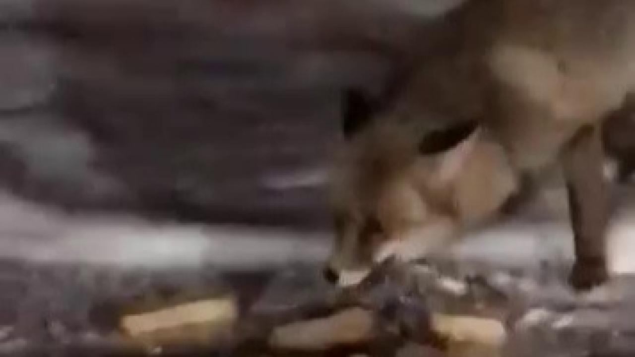 Aç kalan tilkiyi elleriyle besledi