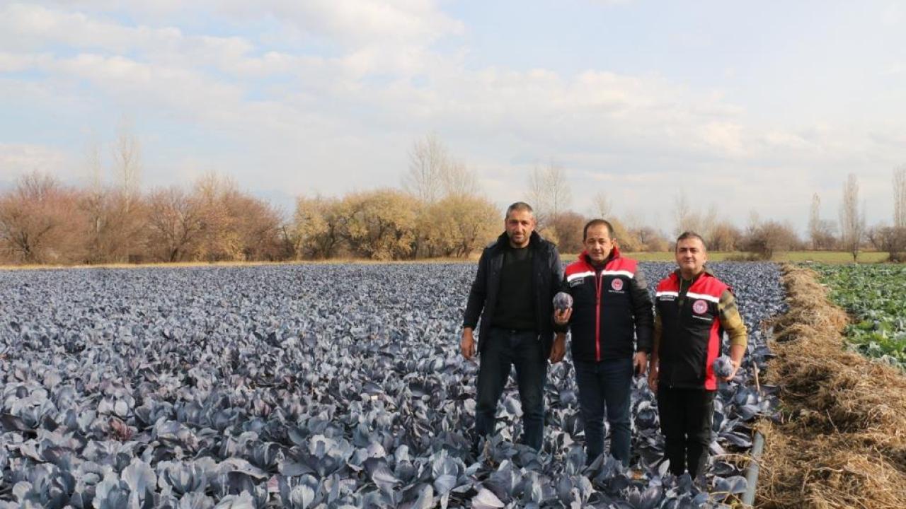 Açık alanda sebze üretimi bölge ekonomisine katkı sağlıyor