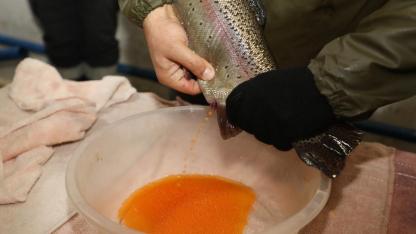 Alabalık sağım çalışmaları devam ediyor
