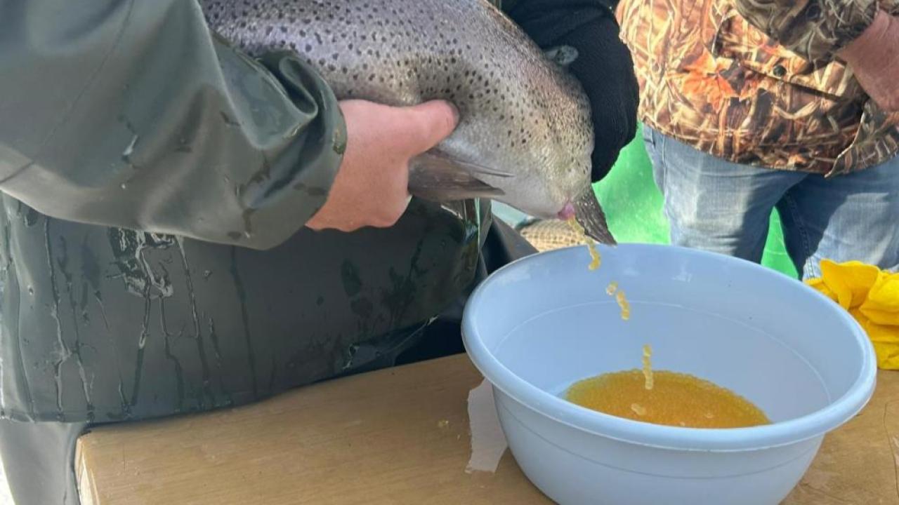 Alabalık üretim tesislerinde sağım dönemi