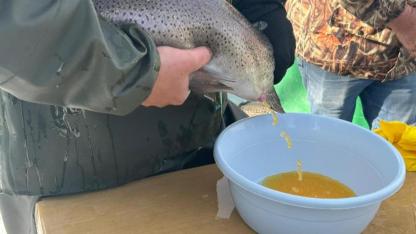 Alabalık üretim tesislerinde sağım dönemi