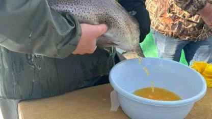 Alabalık üretim tesislerinde sağım dönemi