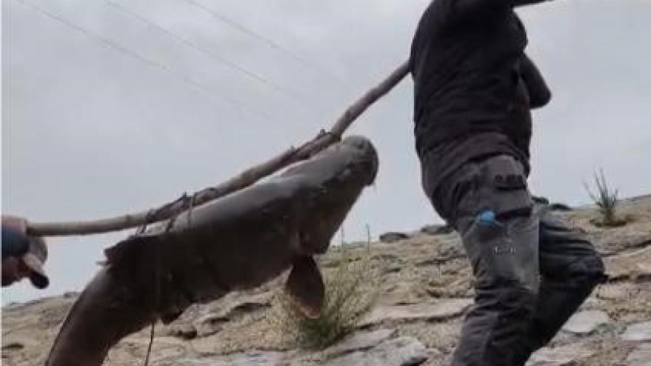 Amatör balıkçıların dev turna balığını taşıma mücadelesi