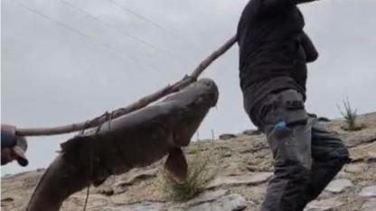 Amatör balıkçıların dev turna balığını taşıma mücadelesi