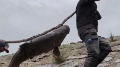 Amatör balıkçıların dev turna balığını taşıma mücadelesi