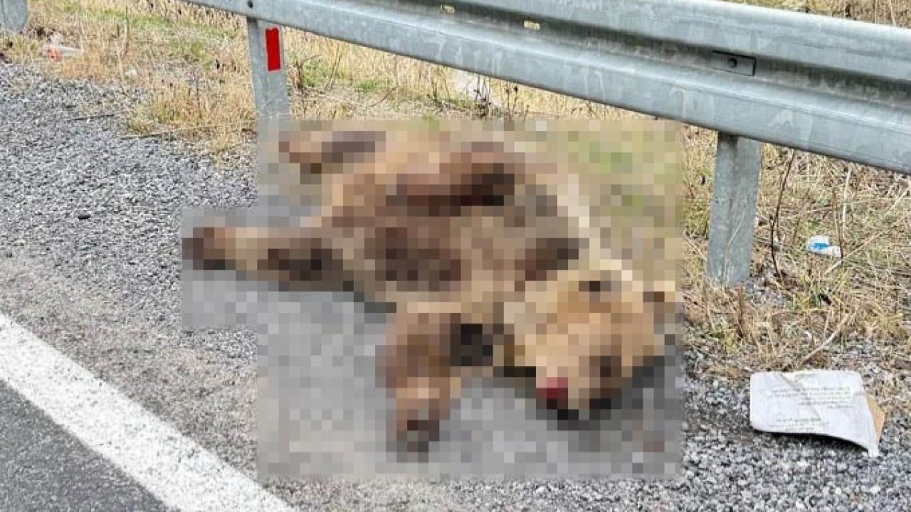 Aracın çarptığı ayı telef oldu