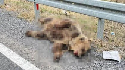 Aracın çarptığı ayı telef oldu