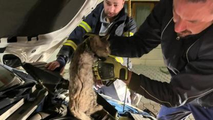 Aracın motor bölmesine sıkışan kedi kurtarıldı